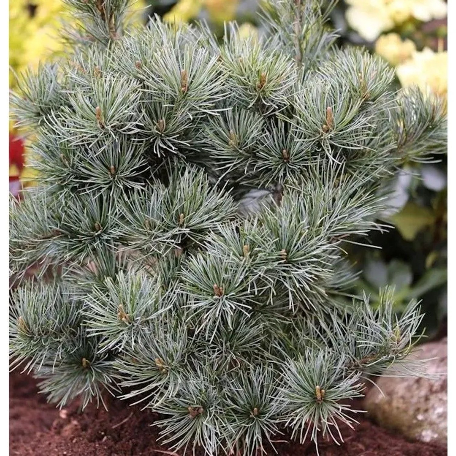 Japanische Zwergmädchenkiefer 30-40cm - Pinus parviflora