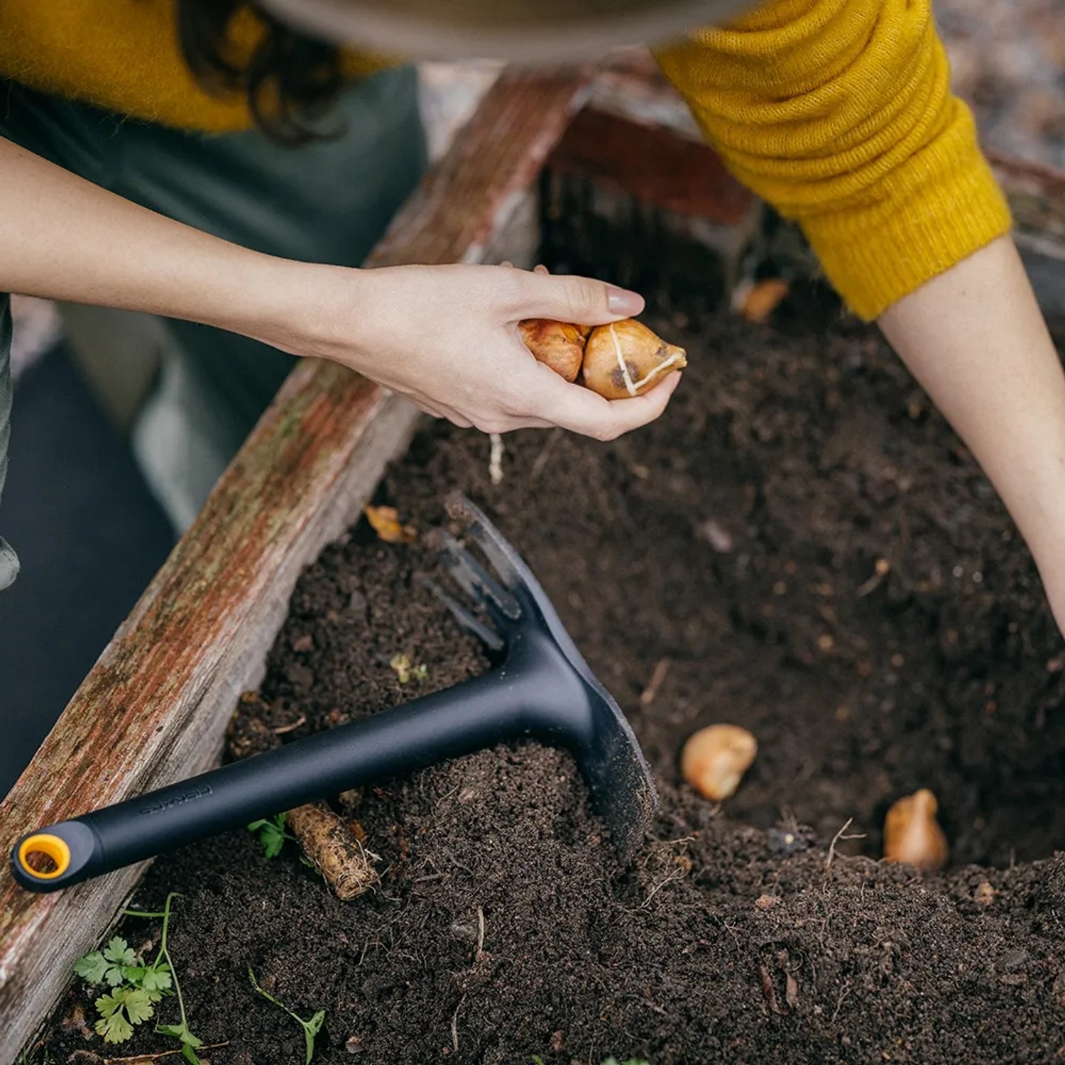 Fiskars Solid Kombihacke beim Pflanzen von Blumenzwiebeln im Gartenbeet.