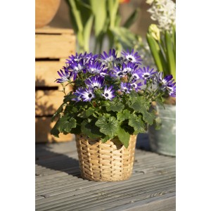 Greiskraut 'Senetti Violet Bicolor' im Topf, lila-weiße Blüten, Frühjahrsbepflanzung.