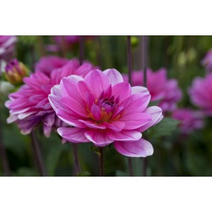 Nahaufnahme der rosa Dahlie 'Dahlietta Emily' im Topf, eine dekorative Sommerpflanze für Balkon und Garten.