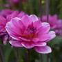 Nahaufnahme der rosa Dahlie 'Dahlietta Emily' im Topf, eine dekorative Sommerpflanze für Balkon und Garten.
