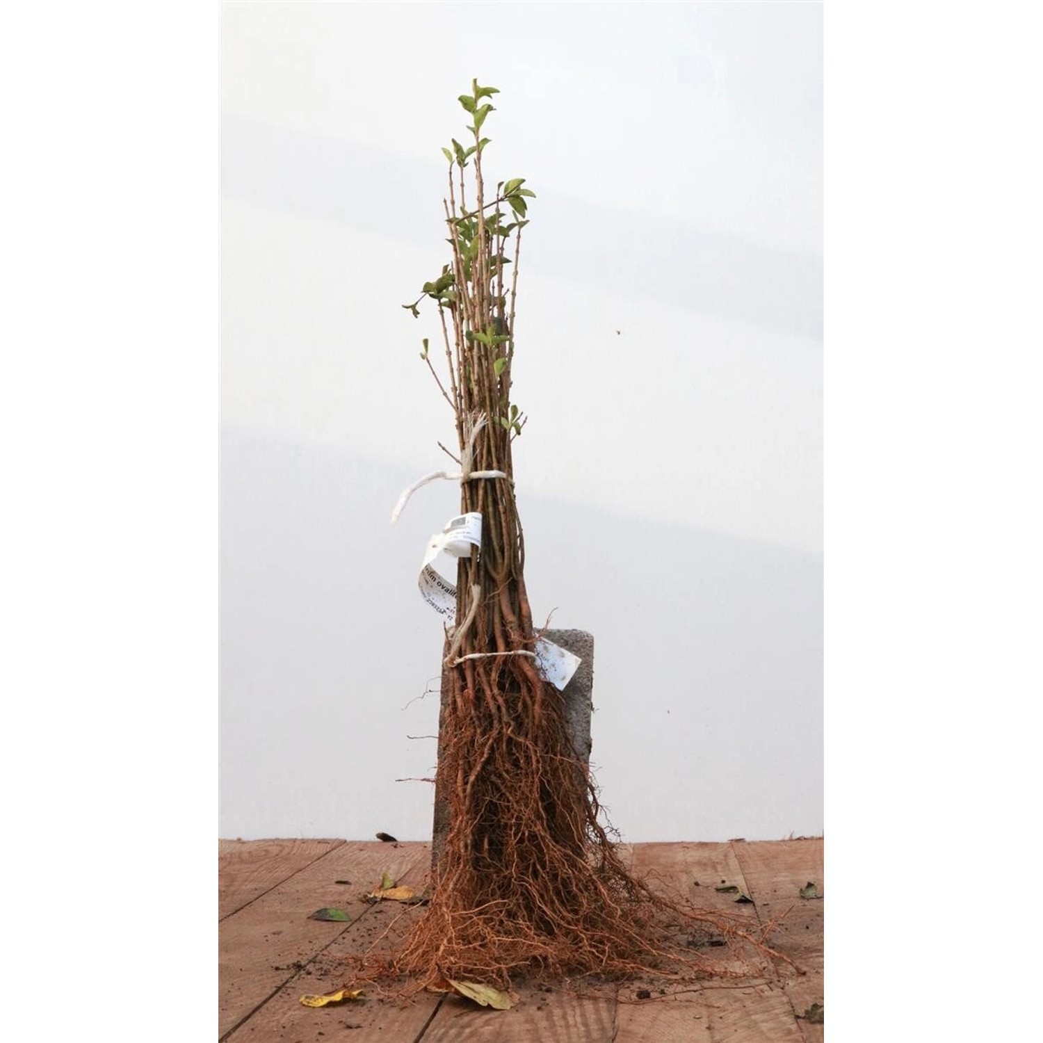 Ligustrum ovalifolium 20-40 cm günstig online kaufen