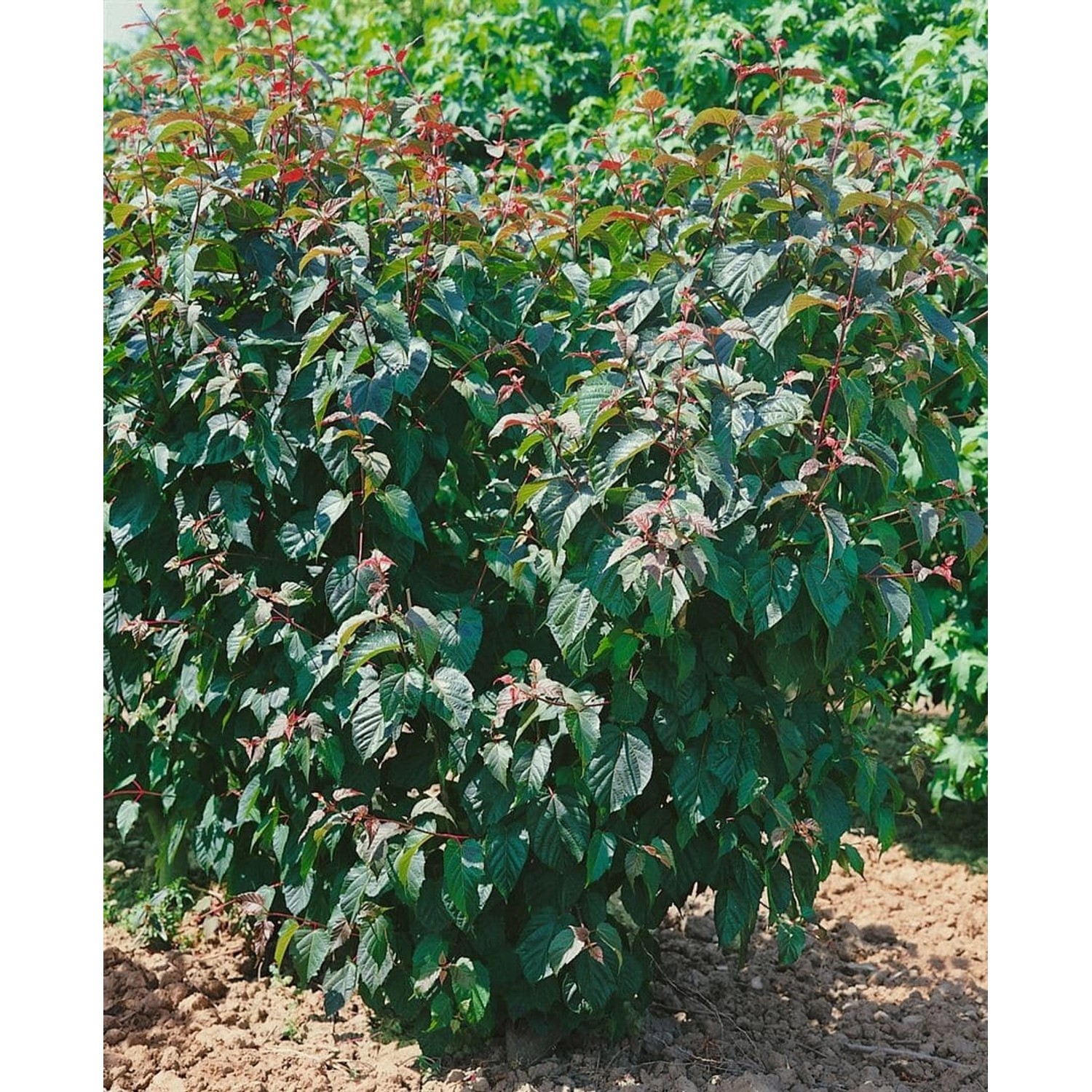 Acer Davidii Viper Schlangenhaut-Ahorn 50–60 cm günstig online kaufen