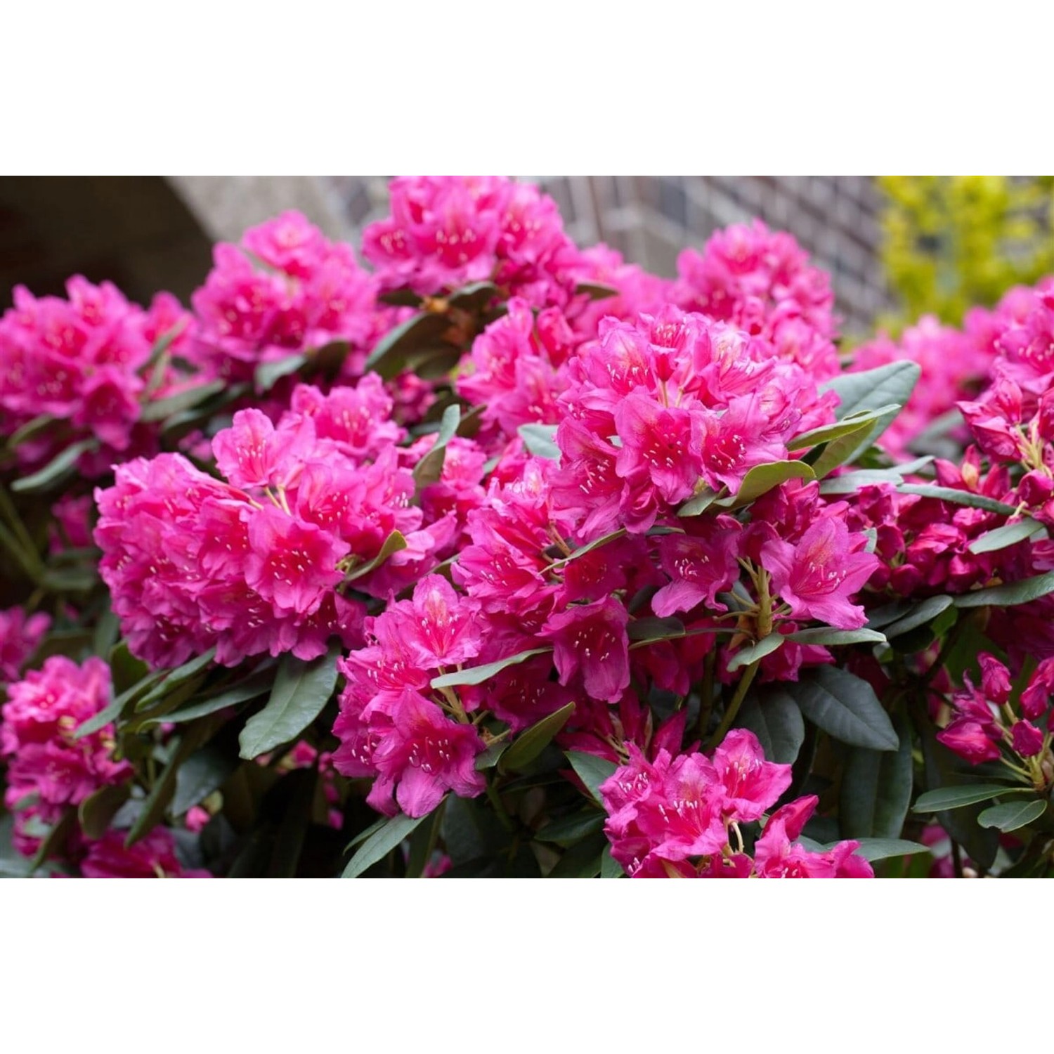Rhododendron Hybr. Dr. H. C. Dresselhuys Rot 60–70 cm günstig online kaufen