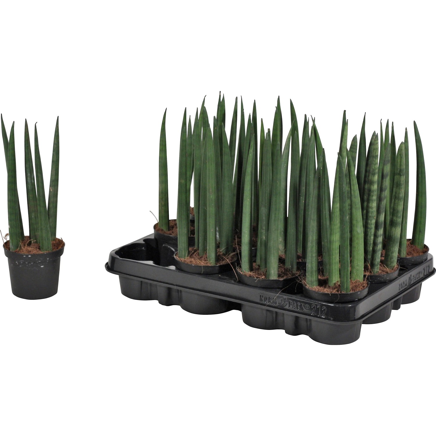 Bogenhanf Sansevieria zeylanica fan 12 cm kaufen bei OBI