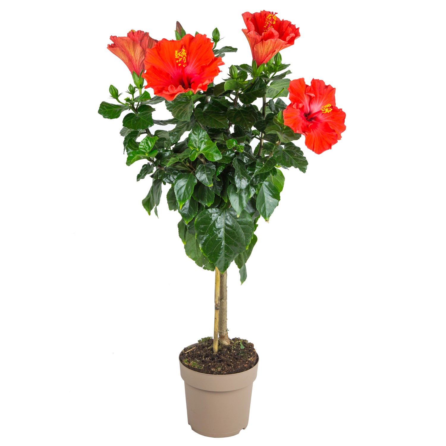 GROW by OBI Hibiskus Stämmchen Farbauswahl Höhe ca. 100 cm Hibiscus