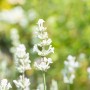 Nahaufnahme von blühendem, weißem Lavendel (Lavandula angustifolia) im Garten.