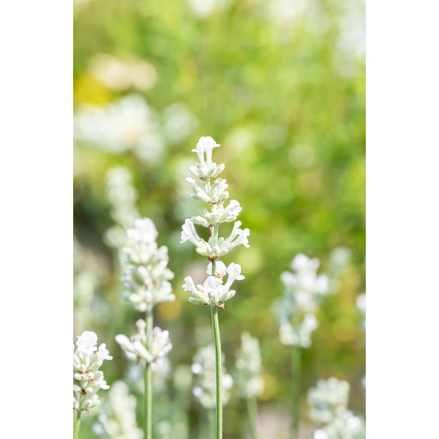 Nahaufnahme von blühendem, weißem Lavendel (Lavandula angustifolia) im Garten.