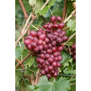 Foto einer roten Weinrebe (Vitis Vinifera Suffok Red) mit reifen, roten Trauben an der Kletterpflanze.