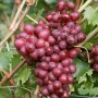 Foto einer roten Weinrebe (Vitis Vinifera Suffok Red) mit reifen, roten Trauben an der Kletterpflanze.