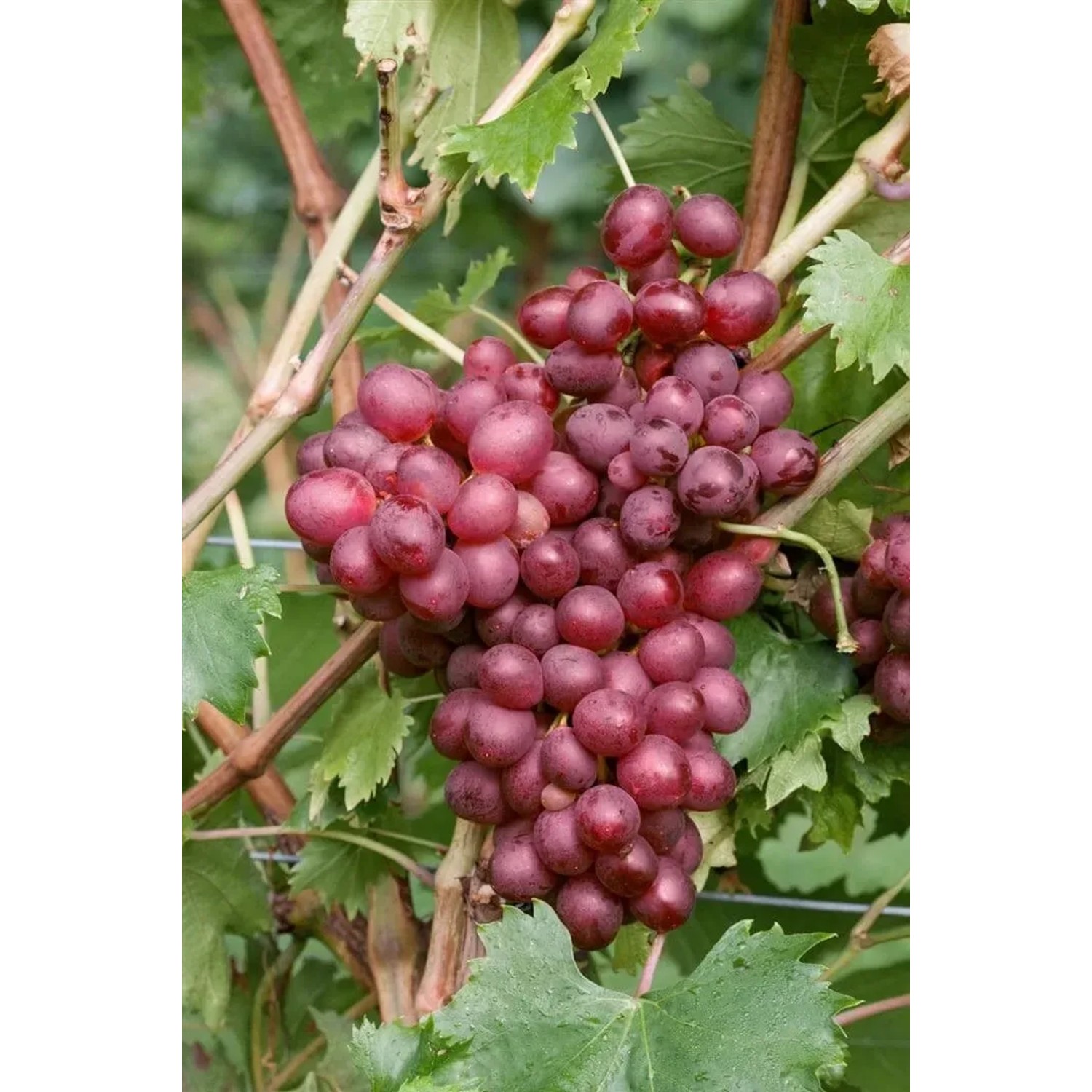 Foto einer roten Weinrebe (Vitis Vinifera Suffok Red) mit reifen, roten Trauben an der Kletterpflanze.