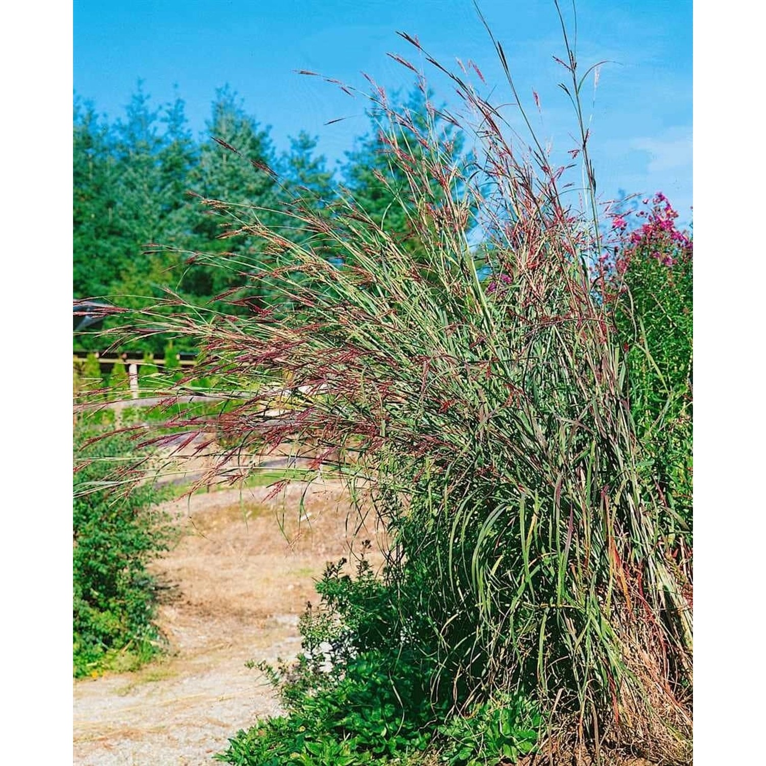 Andropogon Gerardii Präriesommer Präriegras Ca. 11x11 cm Topf günstig online kaufen
