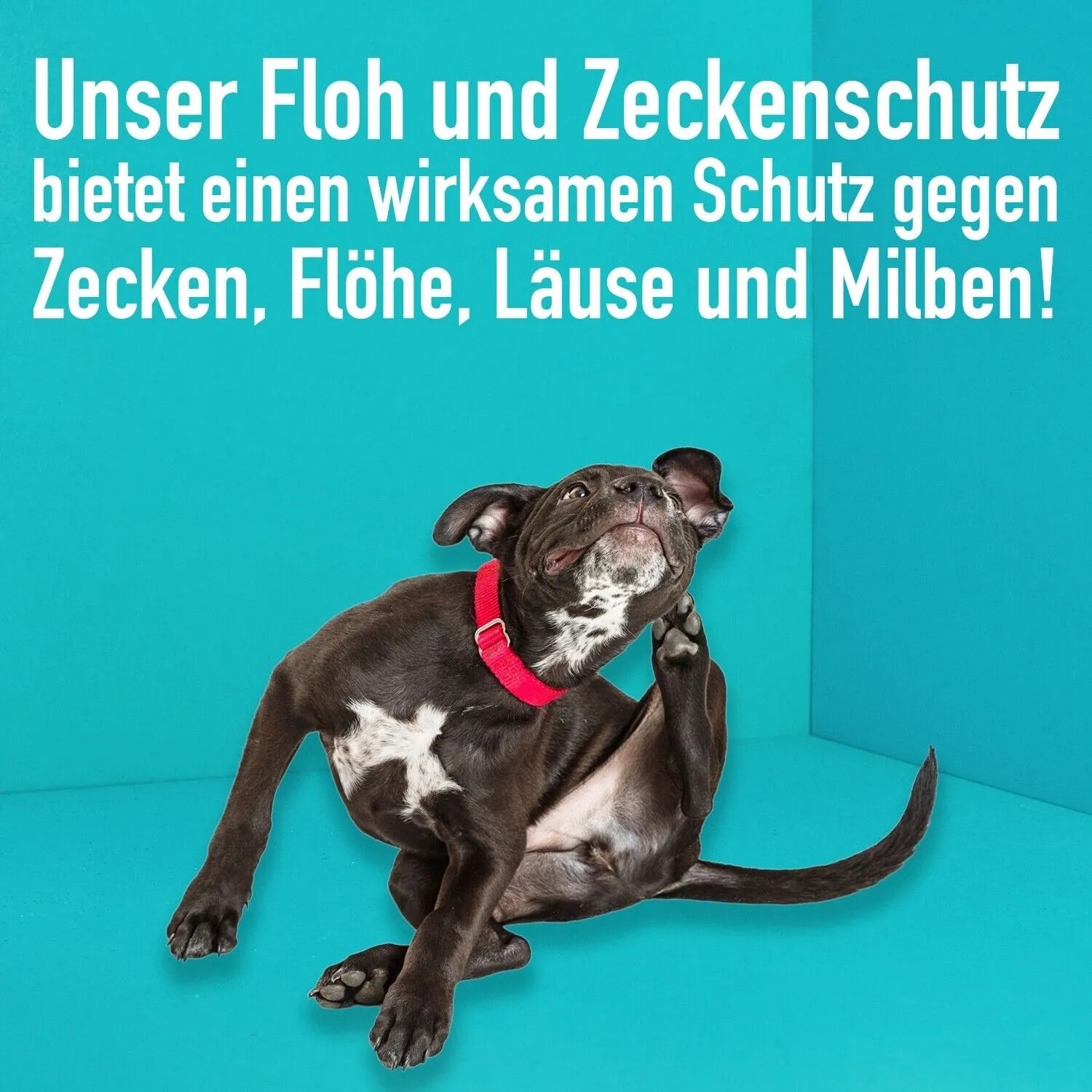 Hund kratzt sich, geschützt durch GreenHero Floh- und Zeckenschutz. Wirksamer Schutz für Hunde und Katzen.