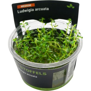 Stoffels Aquariumpflanze Ludwigia arcuata im Topf, grüne Wasserpflanze für Aquarium.