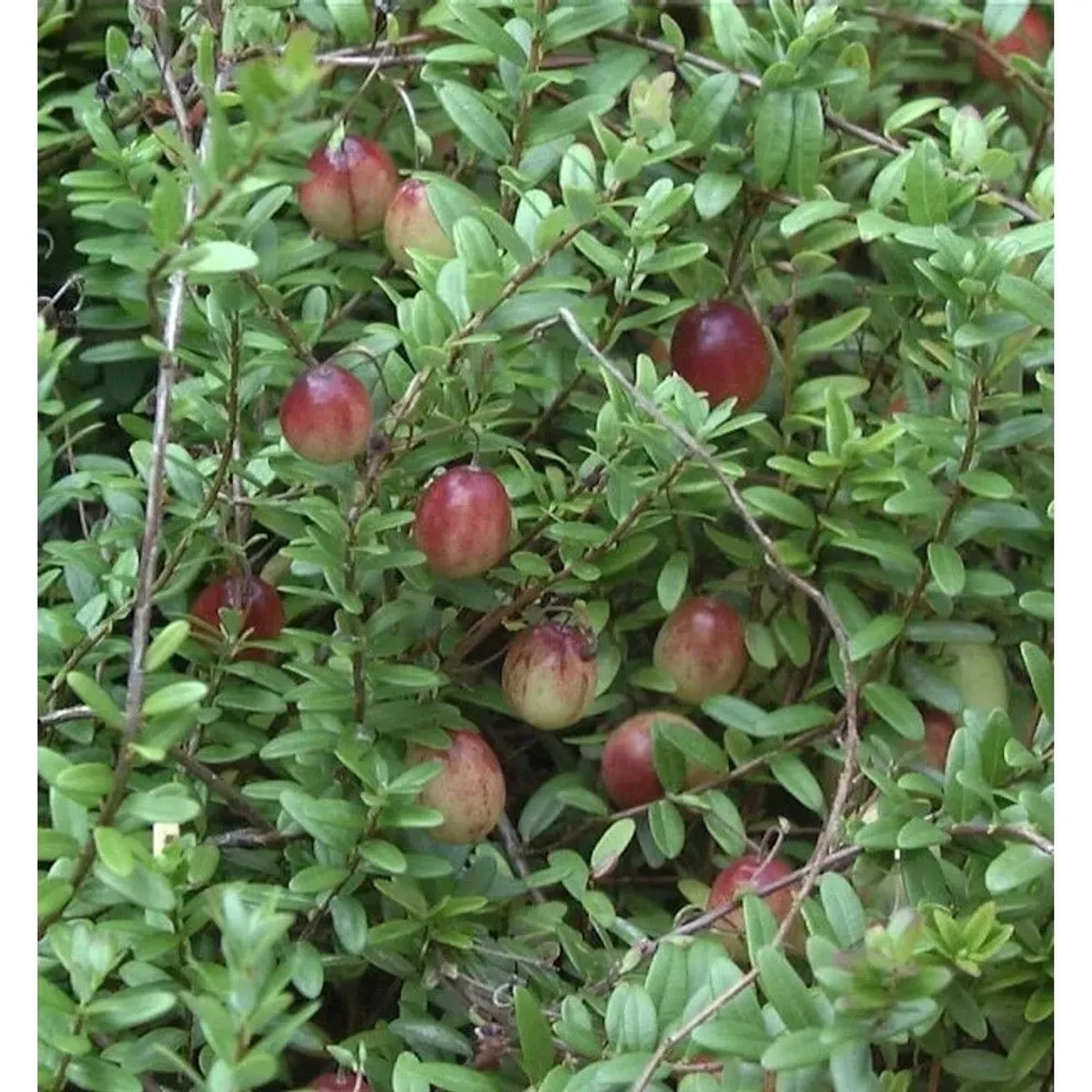 Großfrüchtige Moosbeere 25-30cm - Vaccinium macrocarpon