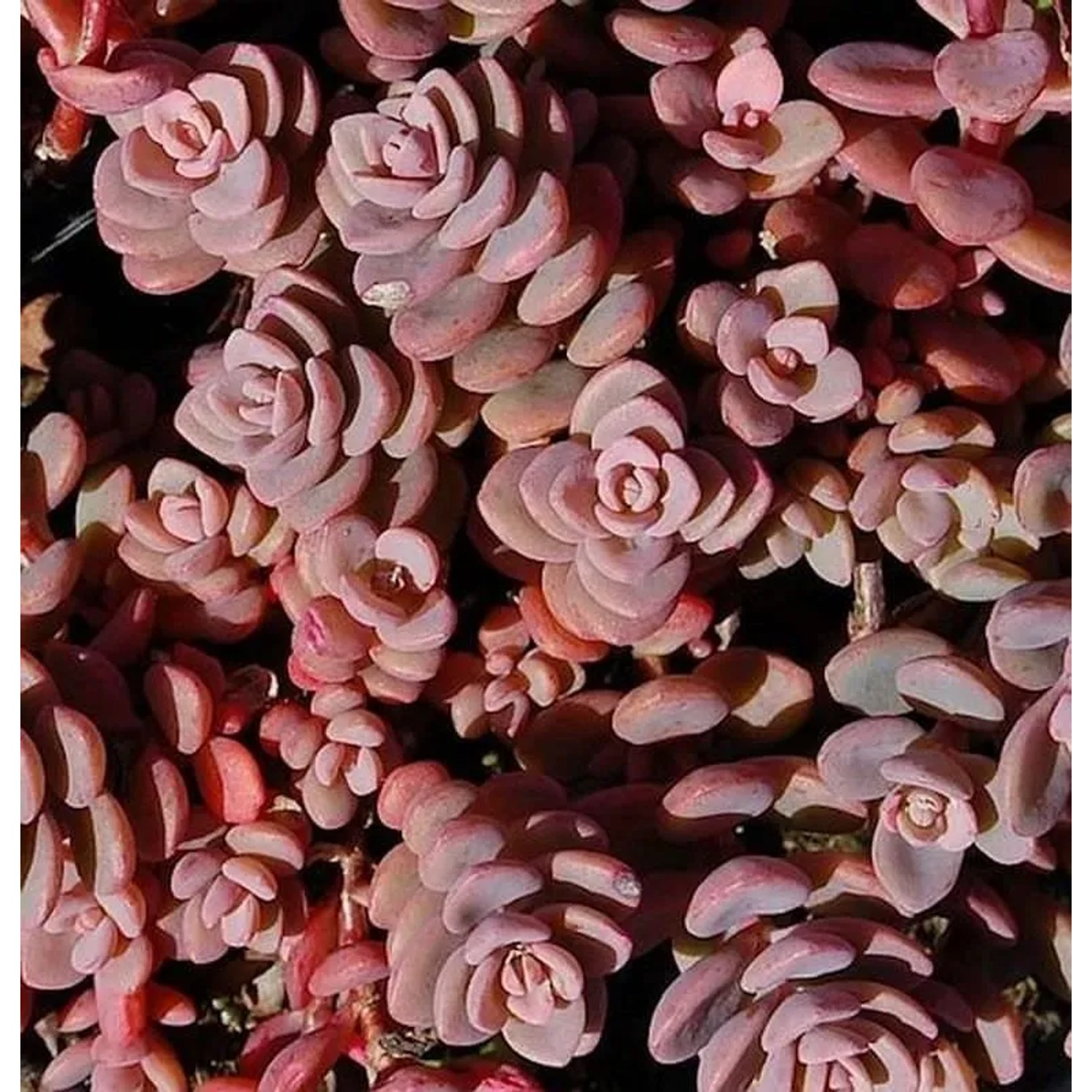Fetthenne Rosenteppich - Sedum cyaneum