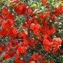 Chinesische Zierquitte 'Orange Storm' mit leuchtend orangefarbenen Blüten.