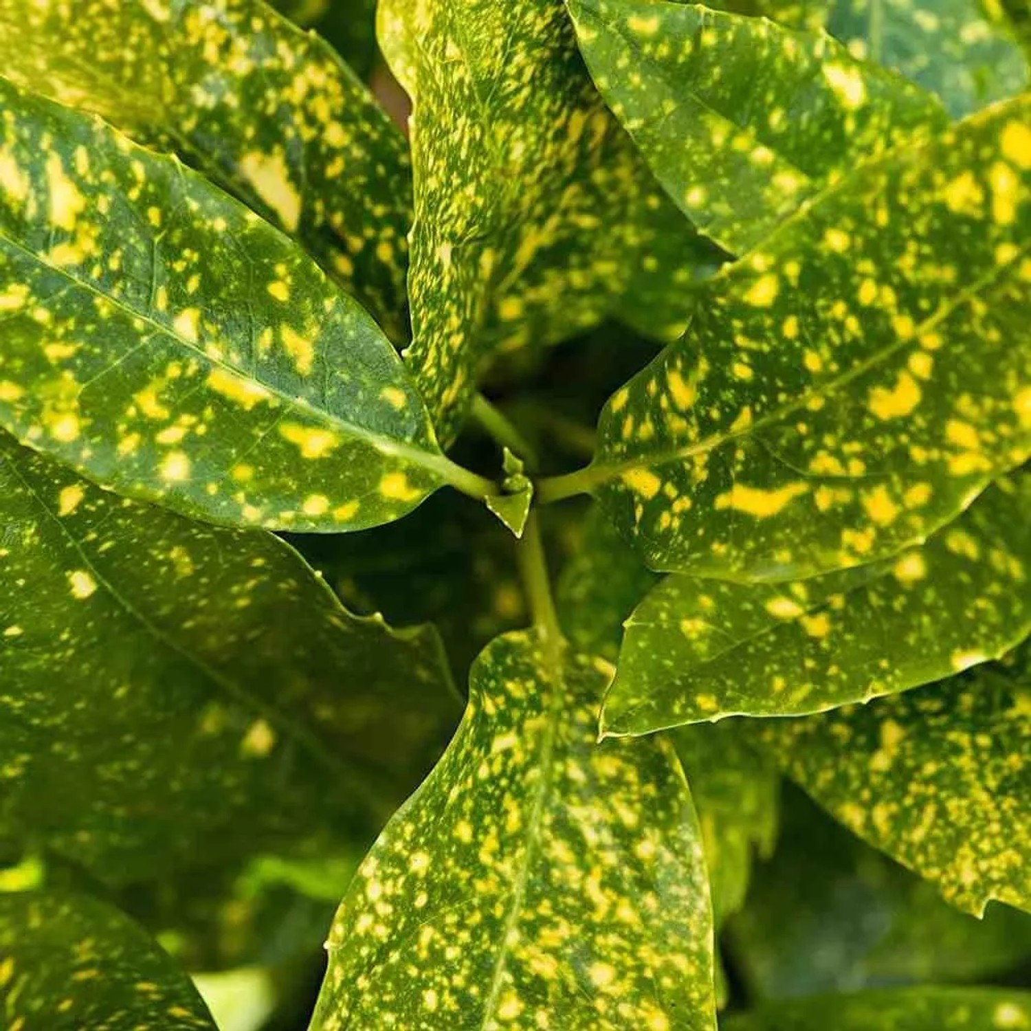 Aukube 'Crotonifolia' Aucuba japonica 30 bis 40 cm im Container Immergrün