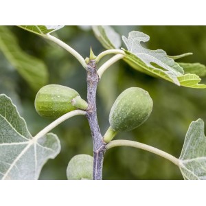 Nahaufnahme: Feige Firoma® (Ficus carica) mit grünen, unreifen Früchten und Blättern am Zweig.