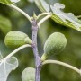 Nahaufnahme: Feige Firoma® (Ficus carica) mit grünen, unreifen Früchten und Blättern am Zweig.