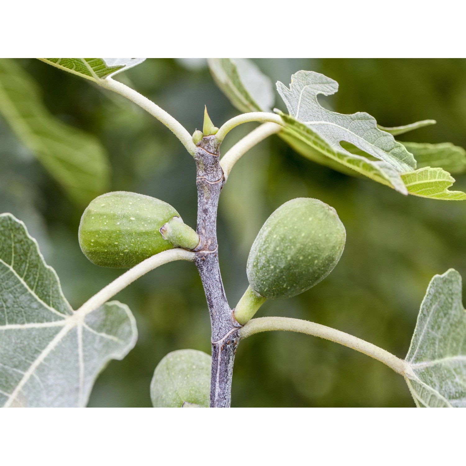 Nahaufnahme: Feige Firoma® (Ficus carica) mit grünen, unreifen Früchten und Blättern am Zweig.