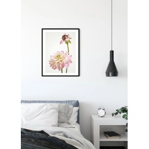Komar Wandbild Dahlia, 40x50 cm, mit zarten rosa Blüten im schwarzen Rahmen.