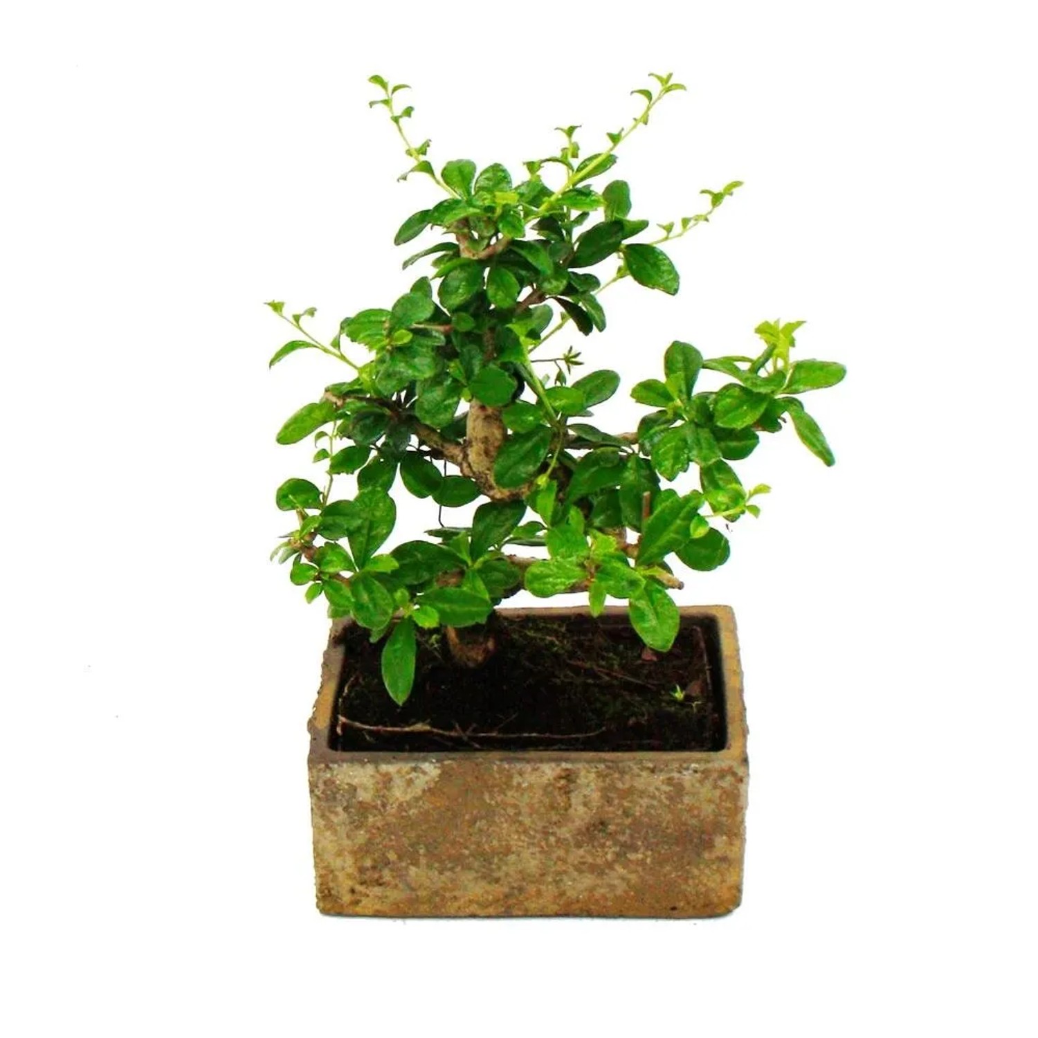 bonsai giftig Bonsai Sageretia theezans (6 Jahre) online kaufen – Urbangreen main image 1