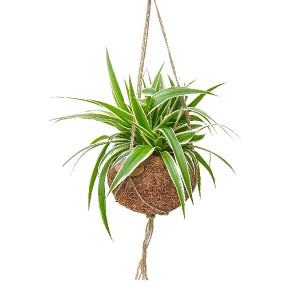 Grünpflanze in Kokodama-Ampel, Topf ca. 15cm, verschiedene Sorten zur Auswahl.