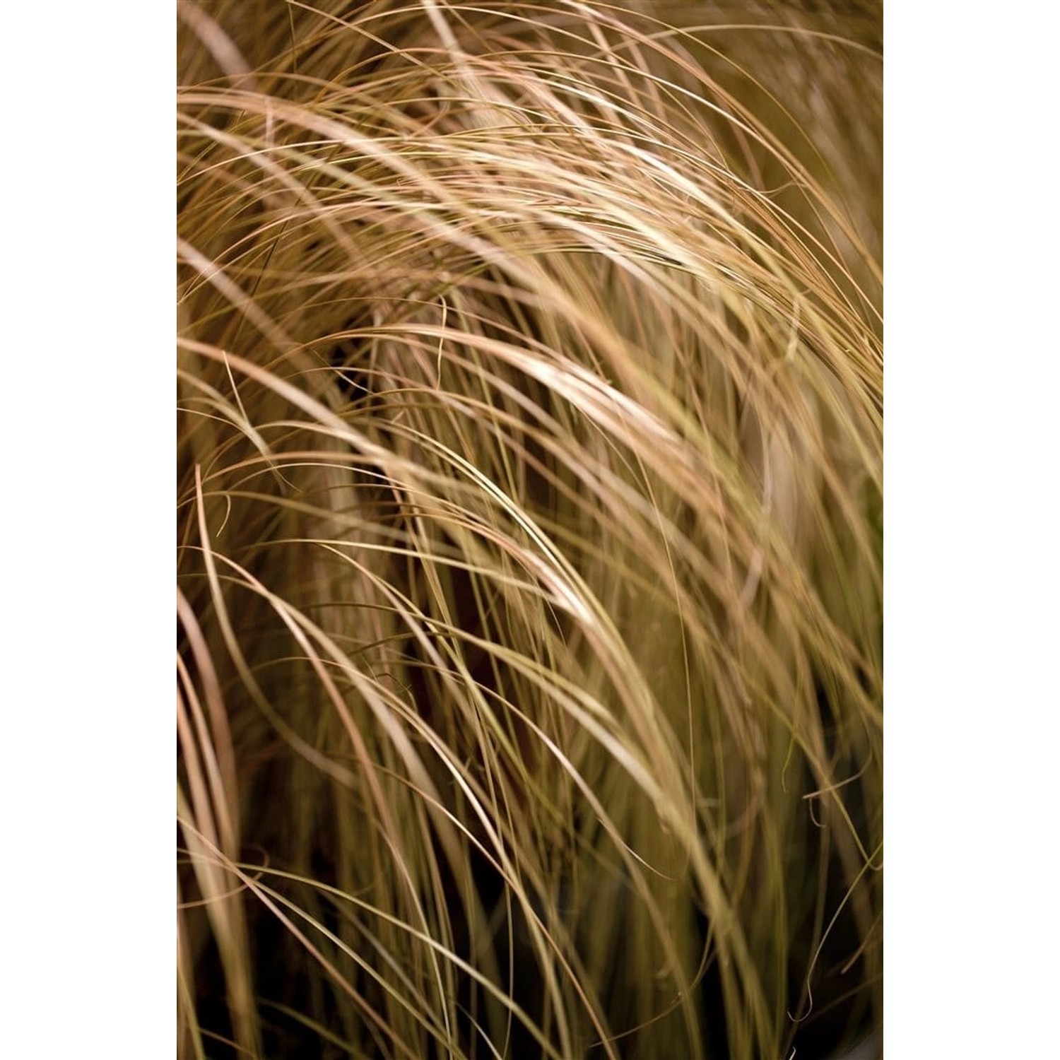 Carex Comans Milk Chocolate Schokoladen-Segge Ca. 9x9 cm Topf günstig online kaufen