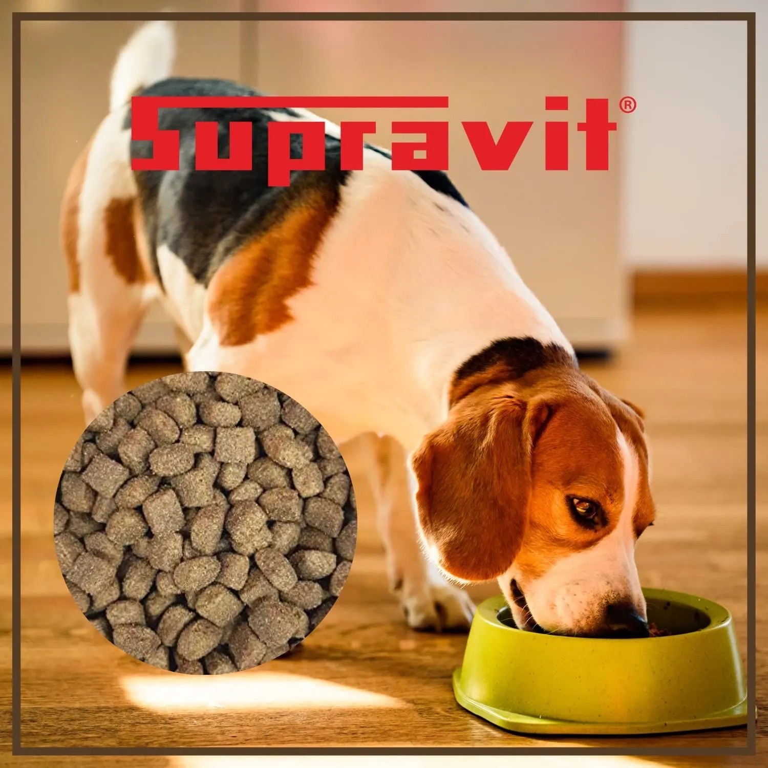Beagle frisst Supravit Trockenfutter Lamm & Reis aus Napf. Nahaufnahme der Futterbrocken. Hochwertiges Hunde-Trockenfutter.