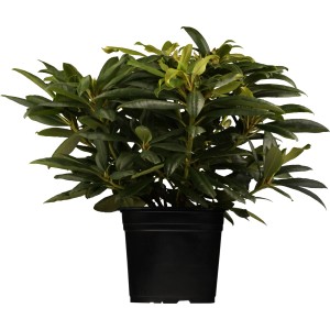 Rhododendron Orakel Violett im Topf, ca. 30-40 cm hoch, immergrüne Solitärpflanze.