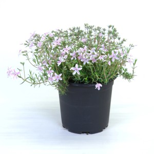 Steingartenpflanze mit rosa-weißen Blüten im Topf, ca. 15-25 cm hoch. Blühende, winterharte Pflanze.