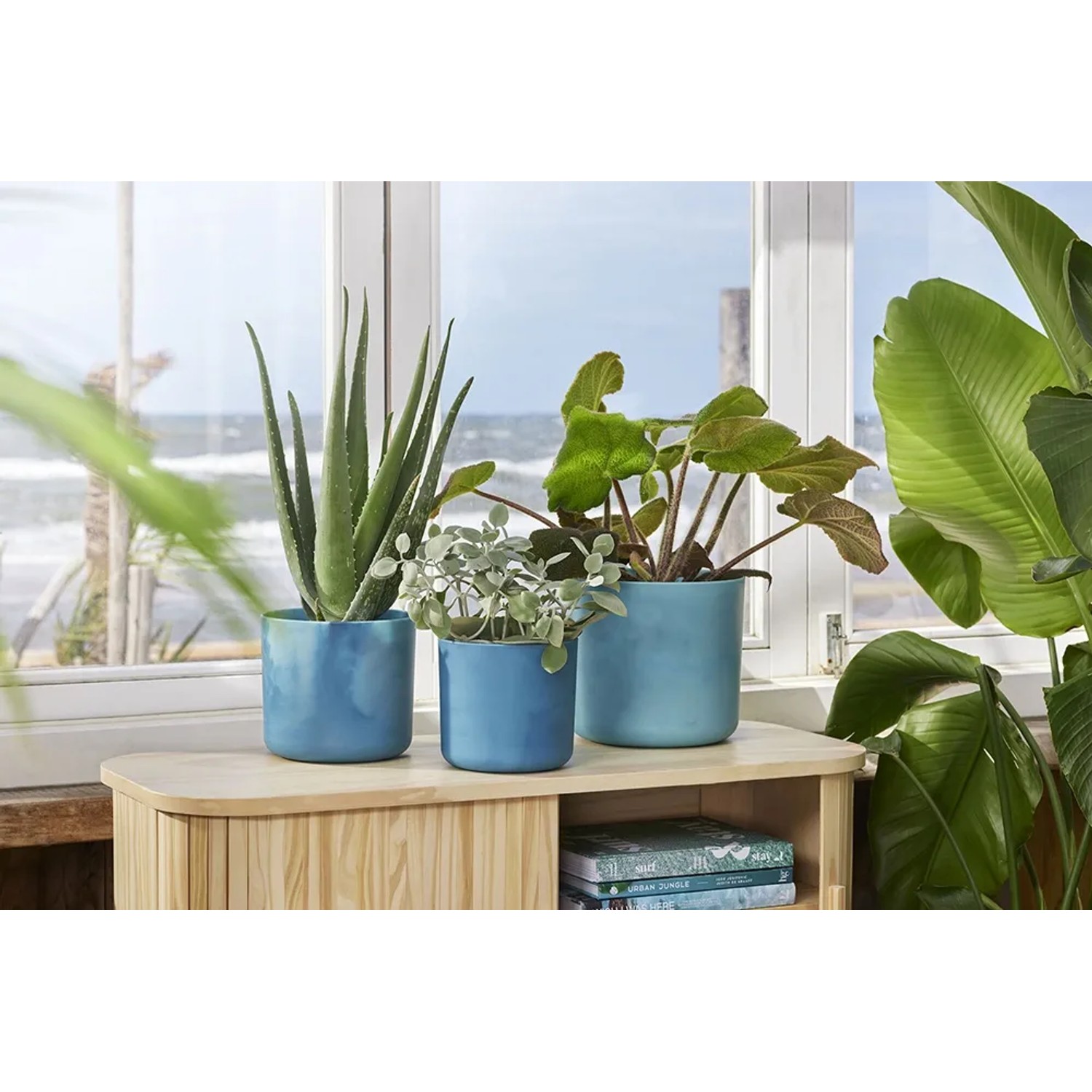 Drei Elho Blumentöpfe Ocean Collection Ø 14 cm in Atlantikblau mit Pflanzen auf einem Tisch vor einem Fenster.