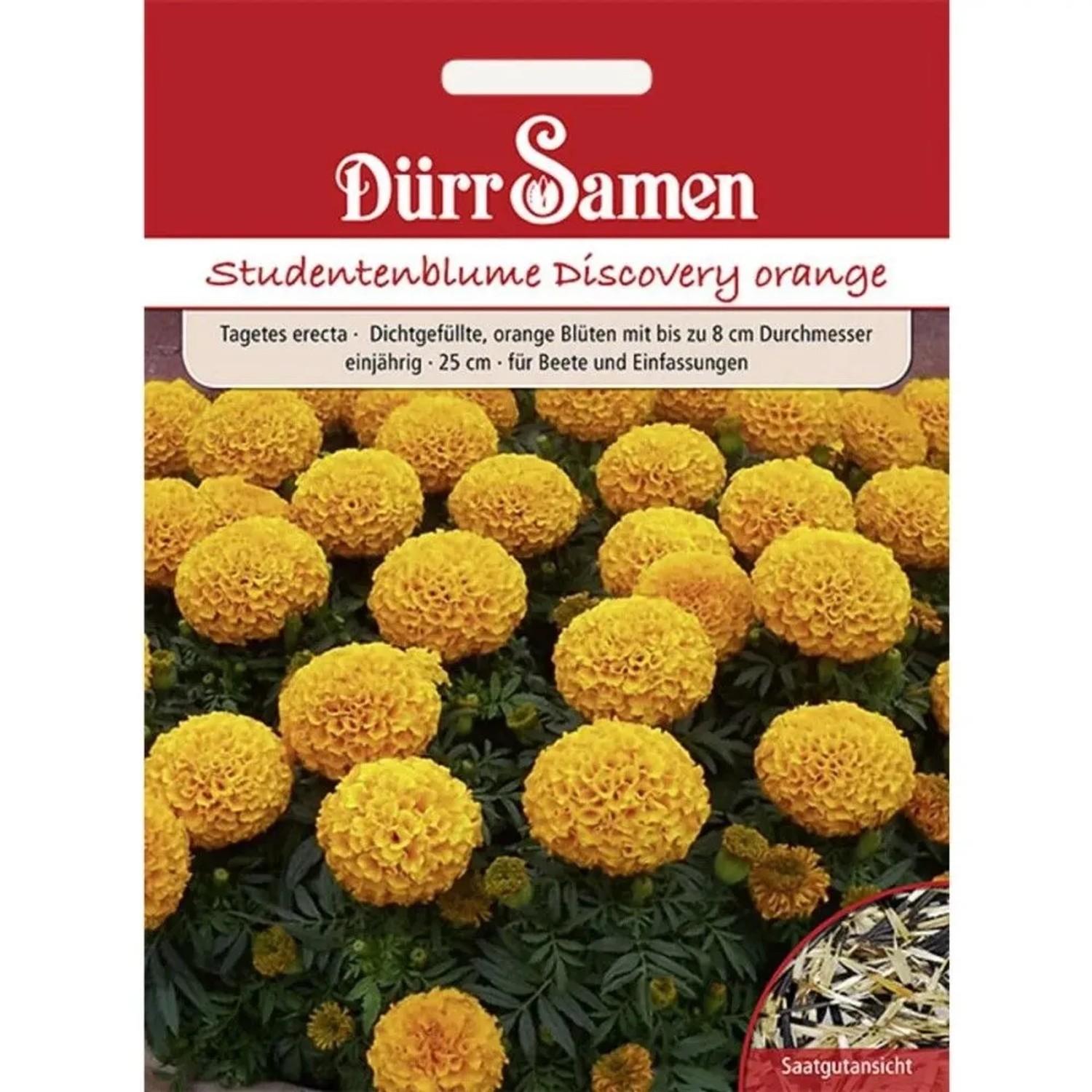 Dürr Samen Studentenblumen Discovery Orange Einjährig Saatgut
