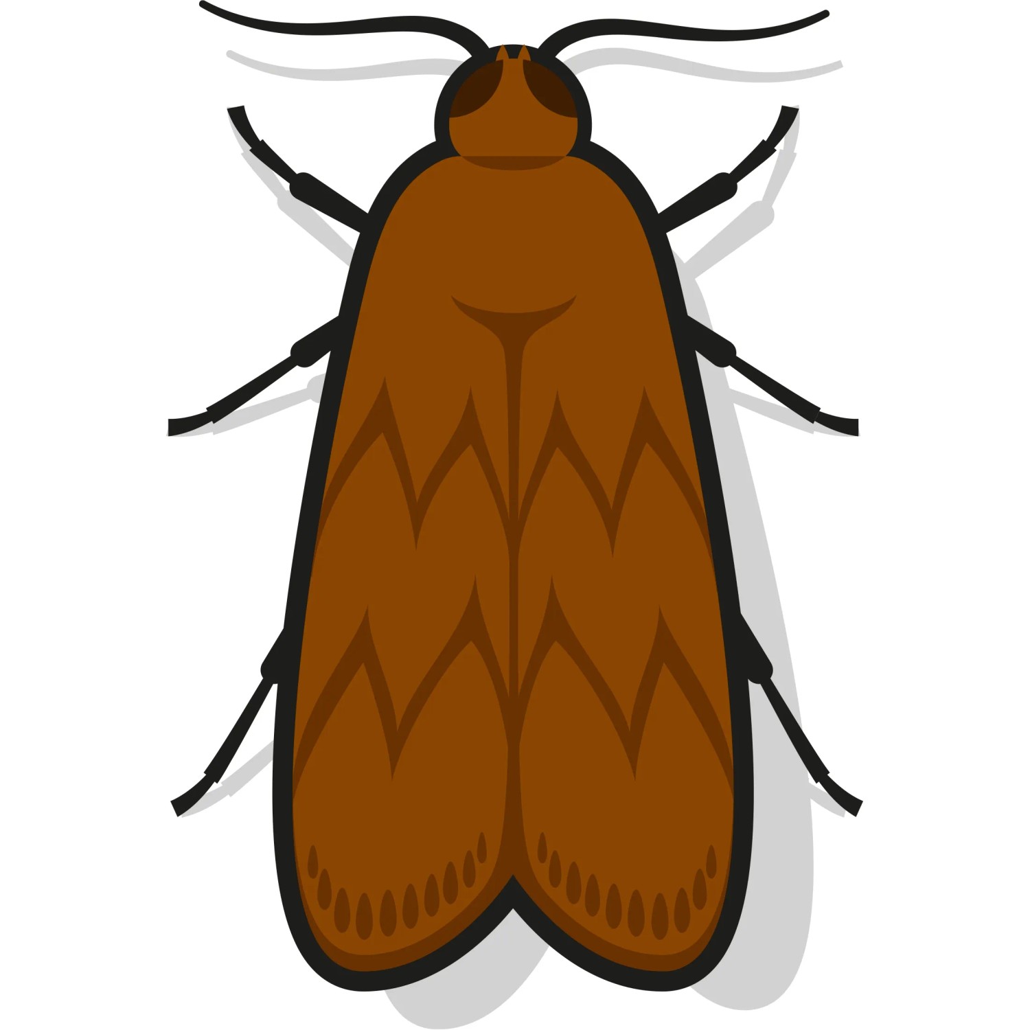 Illustration einer braunen Lebensmittelmotte, Schädling für Vorräte, zur Verwendung mit Nexa Lotte Mottenfallen.