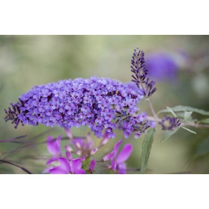 Nahaufnahme des violetten Schmetterlingsstrauchs 'Ile De France' mit filigranen Blüten.
