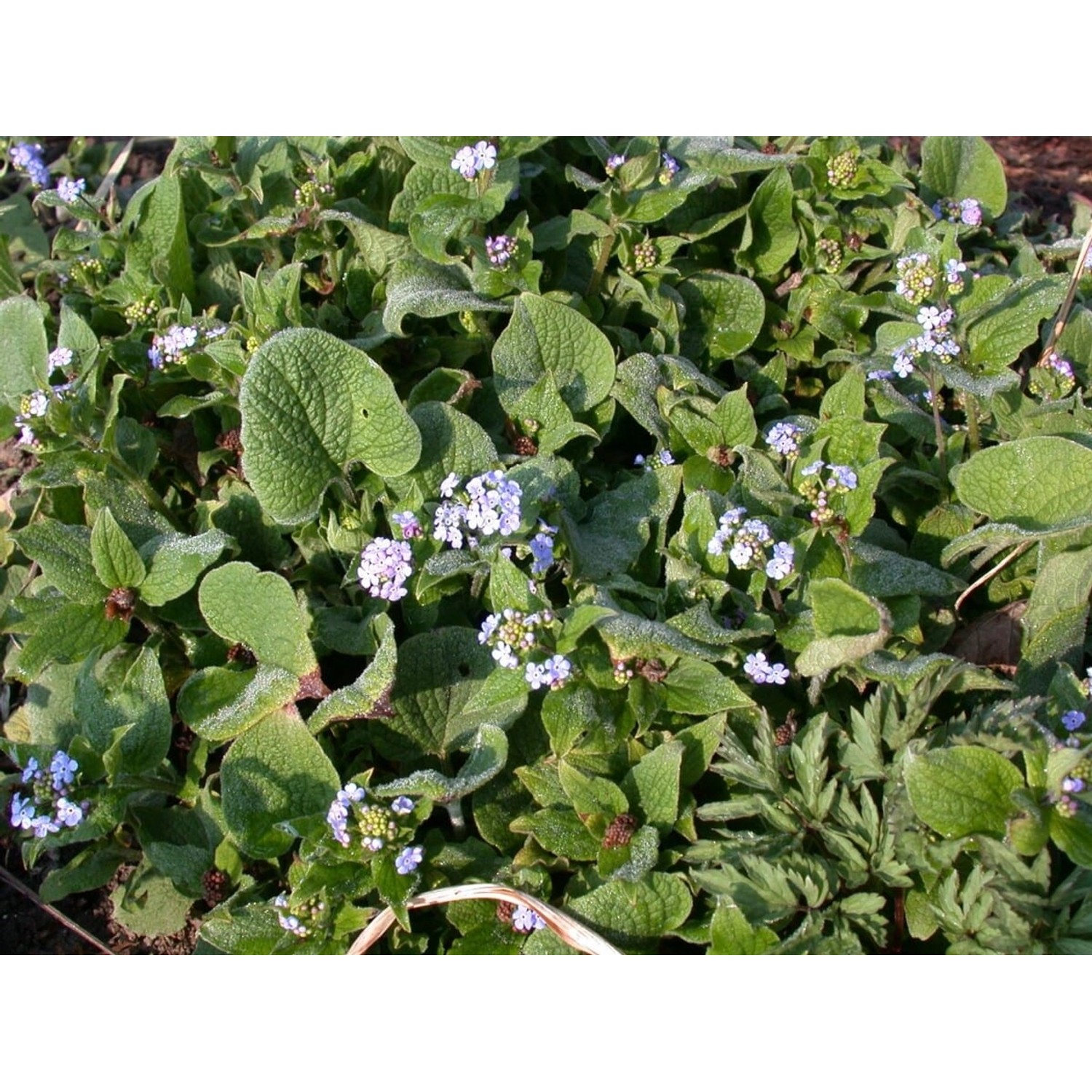 Brunnera Macrophylla Langtrees Kaukasusvergissmeinnicht Ca. 9x9 cm Topf günstig online kaufen