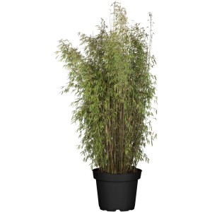 Gartenbambus Jiuzhaigou im Topf, Höhe 150-175 cm, als Sichtschutz oder Dekoration für den Garten.