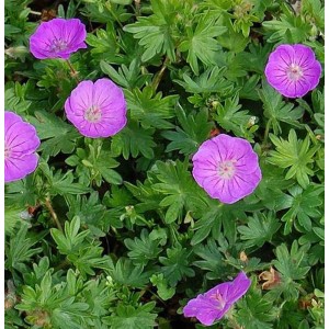 Blühender Storchenschnabel 'Nanum' (Geranium sanguineum) mit violetten Blüten und grünen Blättern.