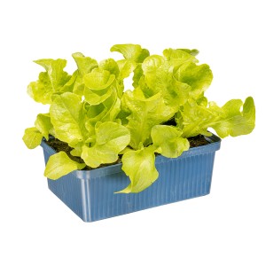 Kiepenkerl Eichblattsalat Grün in 6er Schale, frisches Blattgemüse im blauen Pflanzgefäß.