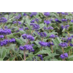 Nahaufnahme der intensiv blauen Blüten der Bartblume Caryopteris Clandonensis Grand Bleu.