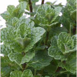 Nahaufnahme der grünen Blätter der Spanischen Grünen Minze (Mentha spicata).