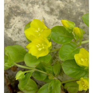 Gelb blühendes Pfennigkraut (Lysimachia nummularia) als Bodendecker im Garten.