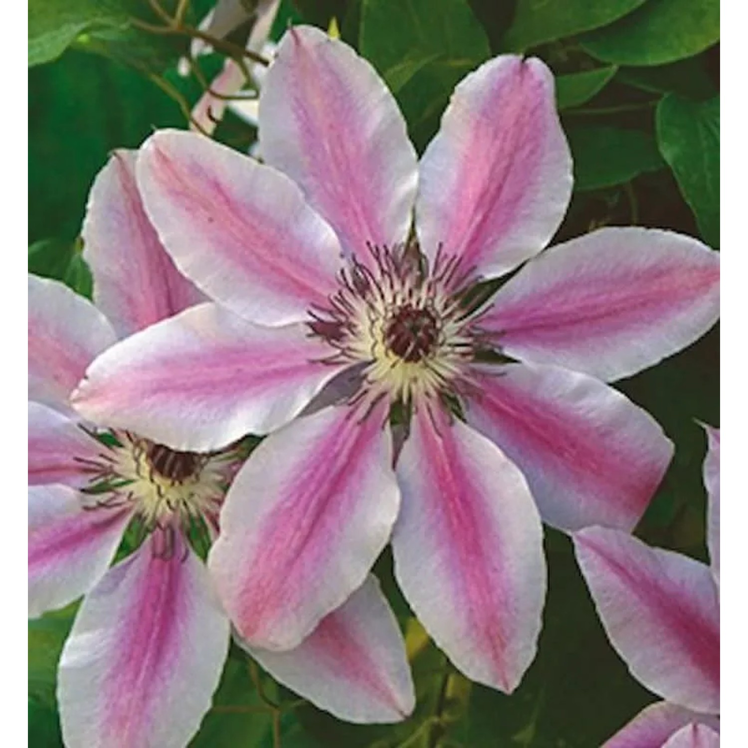 Waldrebe Nelly Moser 60-80cm - Clematis