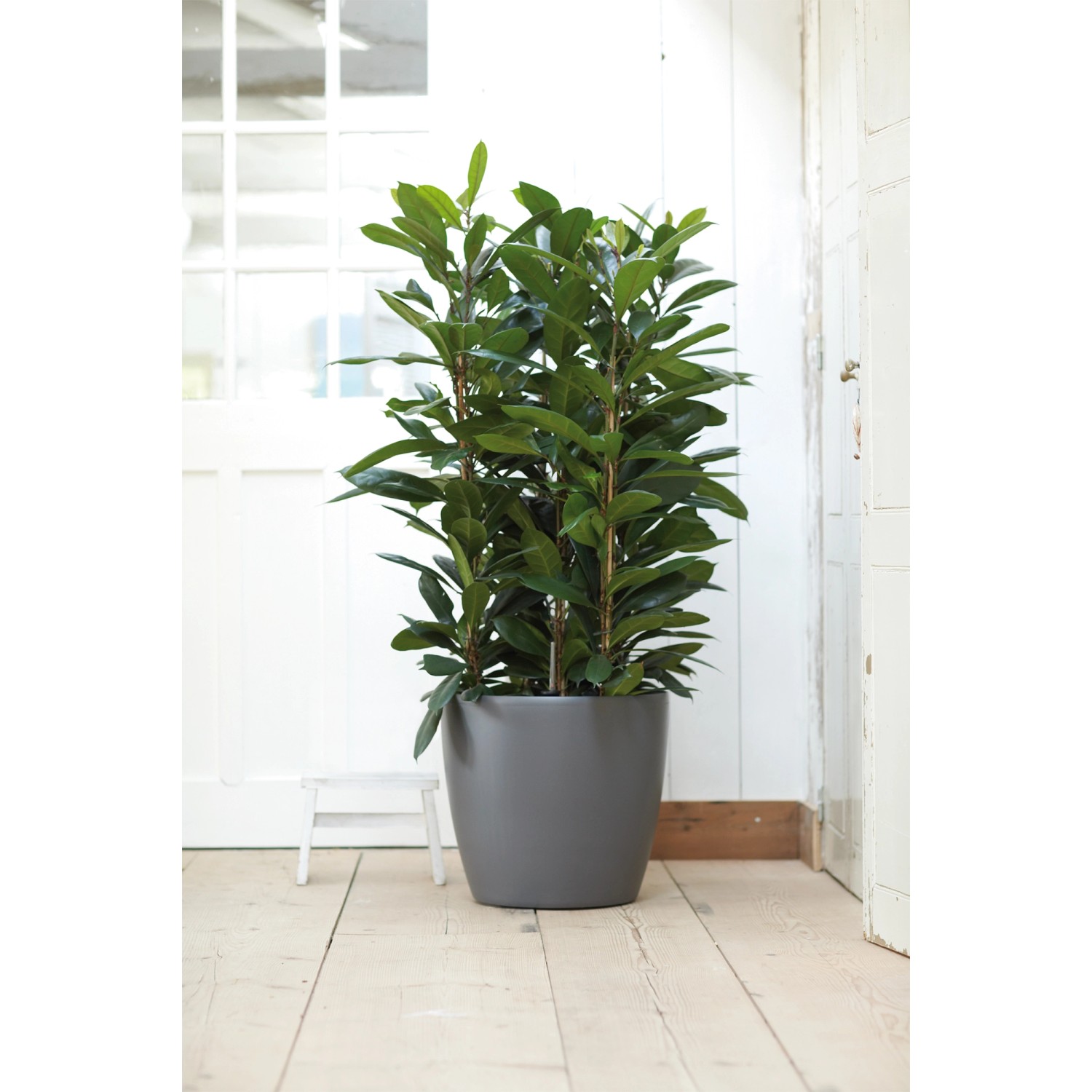 Anthrazitfarbener Elho Blumentopf Brussels Rund Ø 40 cm mit Rollen und grüner Pflanze.