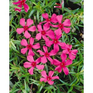 Leuchtend roter Teppichphlox (Phlox subulata 'Scarlet Flame') im 9x9 cm Topf.