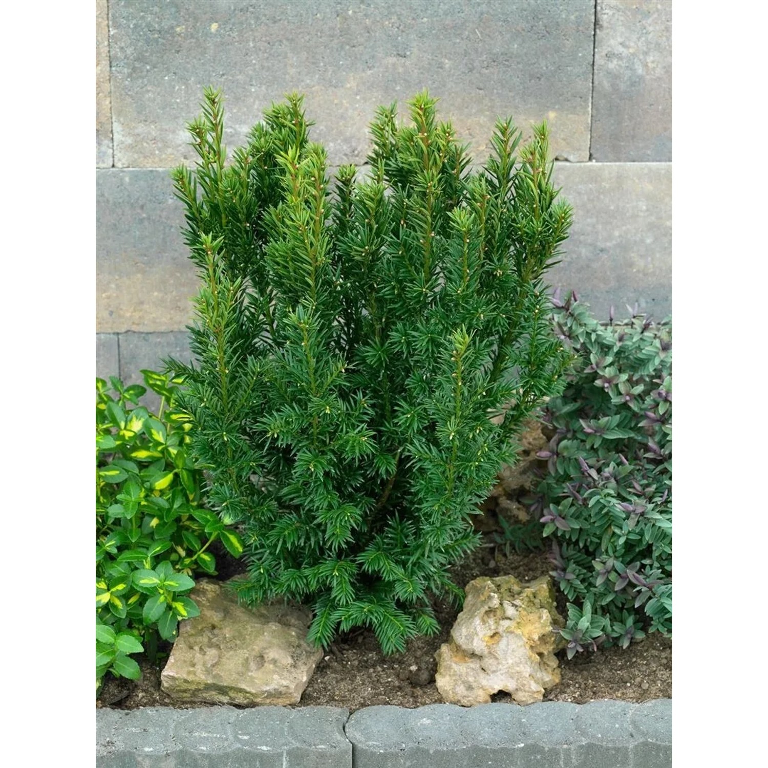 Pflanzen fr dich Eibe 'Westerstede' 40-50 cm kaufen bei OBI