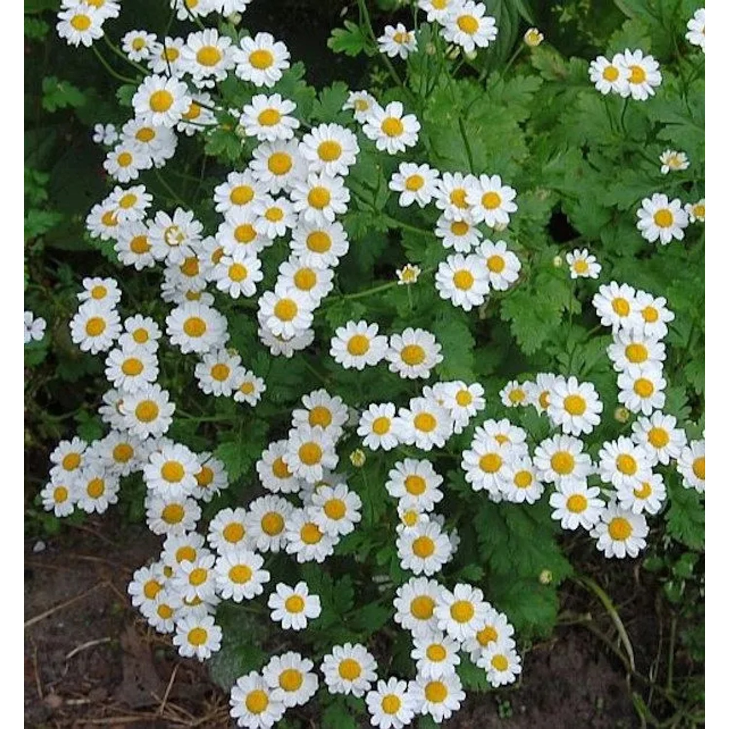 Mutterkraut - Tanacetum parthenium