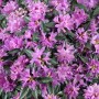 Nahaufnahme des blauvioletten Rhododendron Russatum Azurwolke mit grünen Blättern.