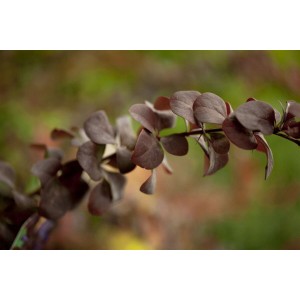 Detailaufnahme der Berberis ottawensis 'Superba' Heckenpflanze mit dunkelroten Blättern.